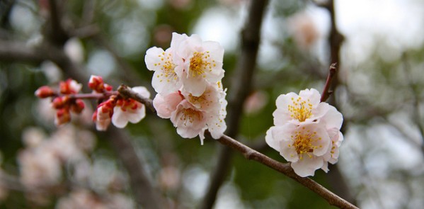 sakura
